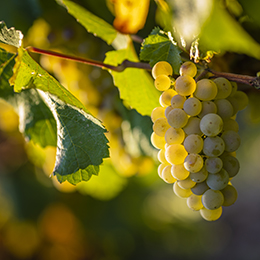 Cépage en Bourgogne : grappe de Chardonnay - BIVB / Jessica Vuillaume