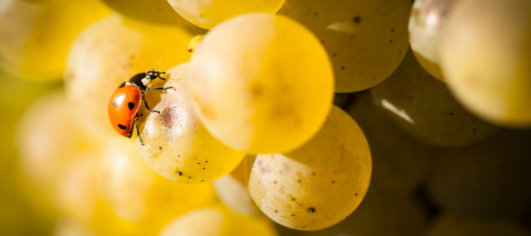 Biodiversité bourguignonne